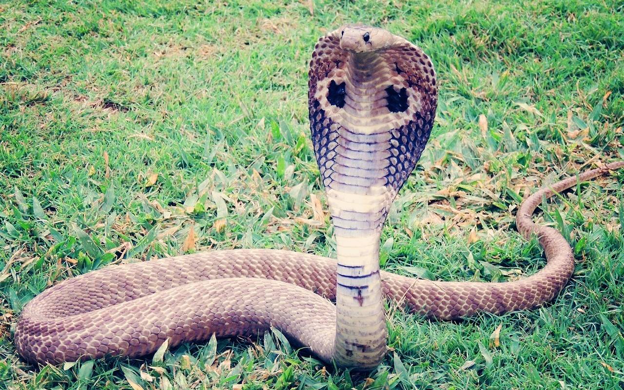 Kobra Schlange
