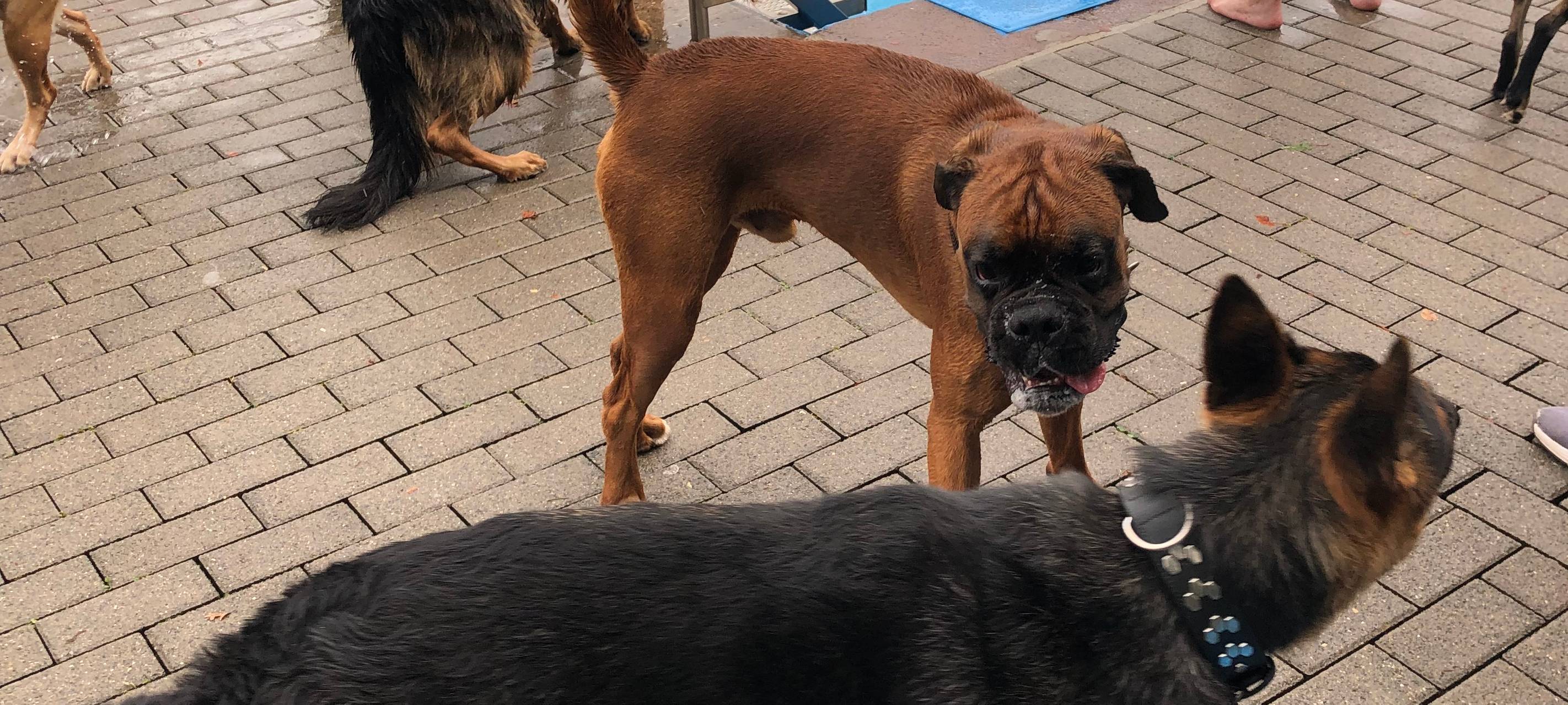 Hundeschwimmen im Jahnbad in GE-Heßler