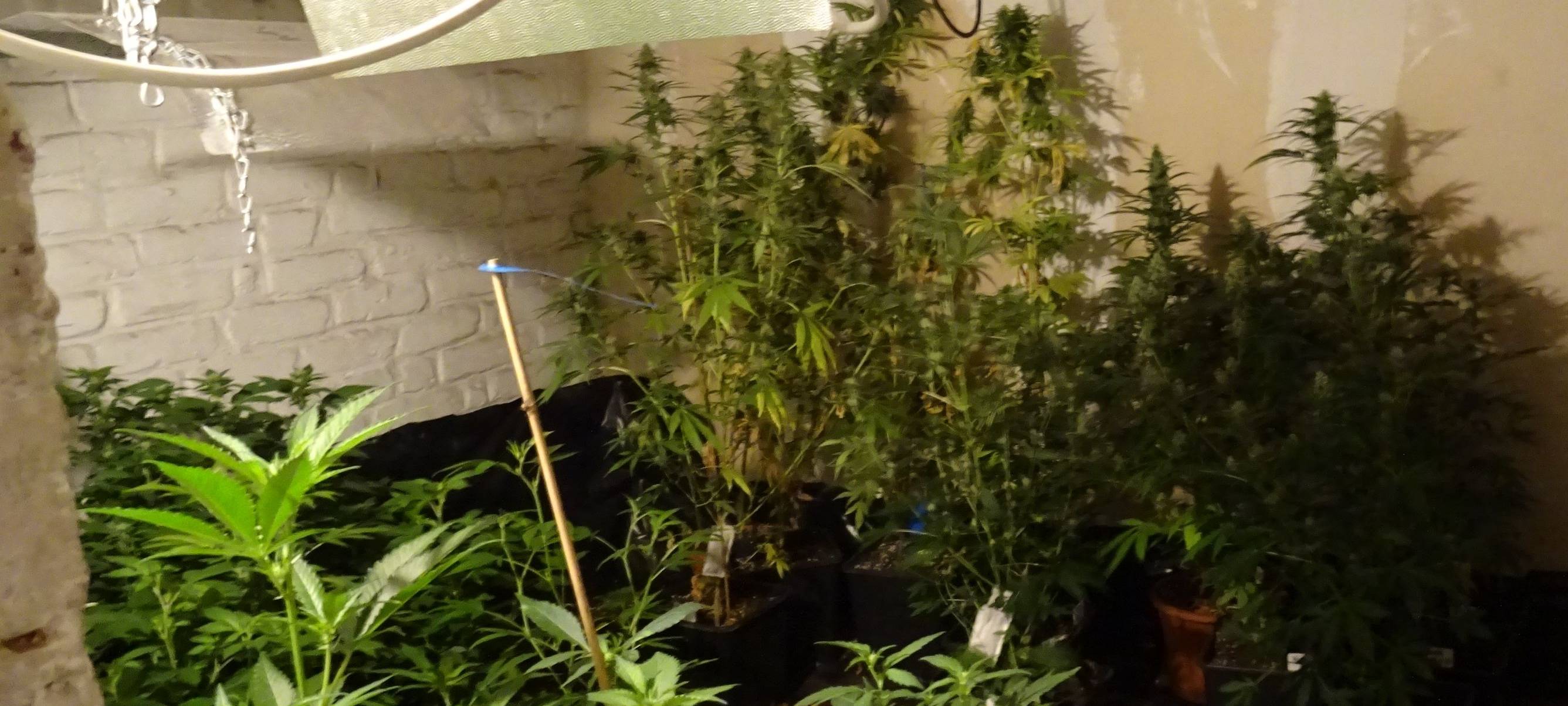 Plantage mit Marihuana-Pflanzen