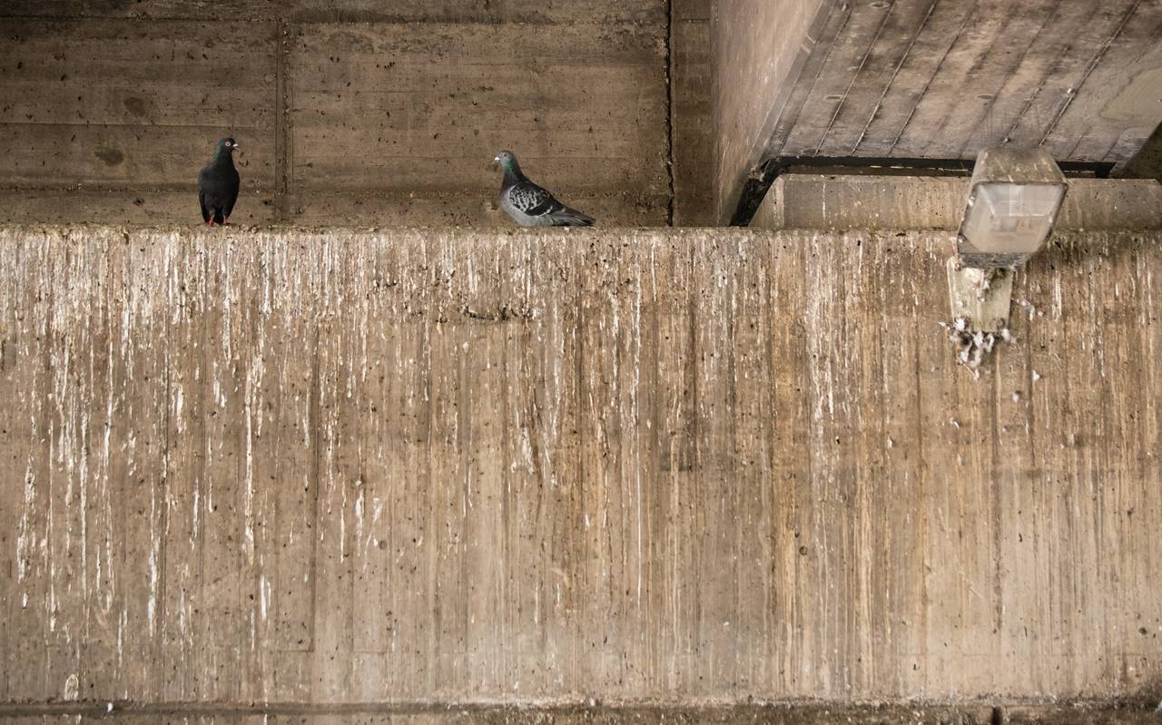 Wilde Tauben unter Autobahnbrücke