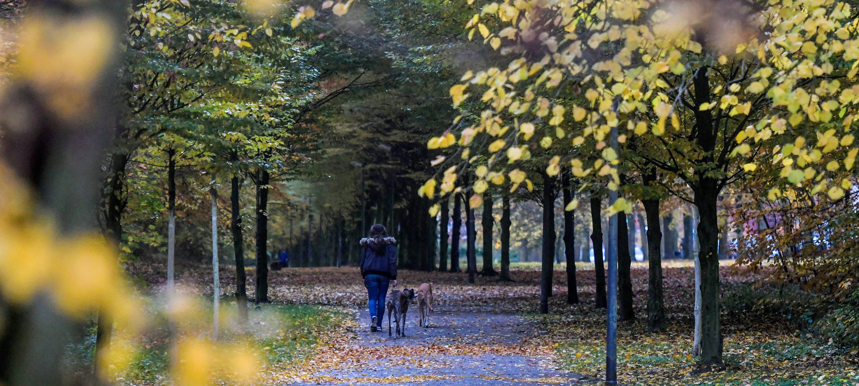 Wittringer Wald nahe Gildenstrasse  in Gladbeck