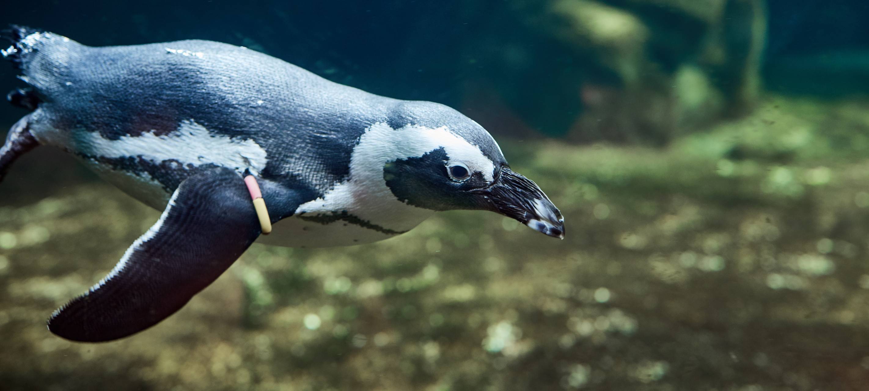 Brillenpinguin unter Wasser