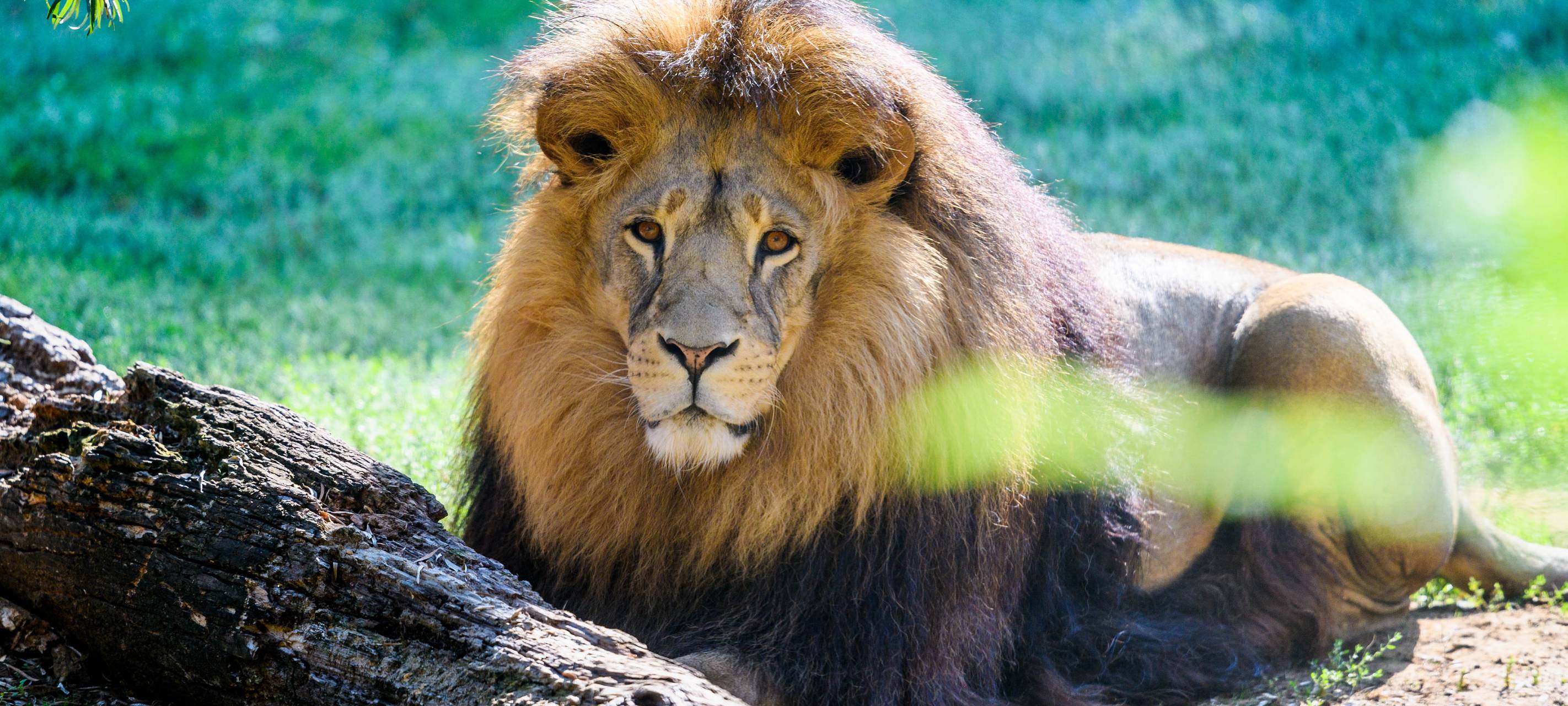 Löwe Bantu Zoom Erlebniswelt