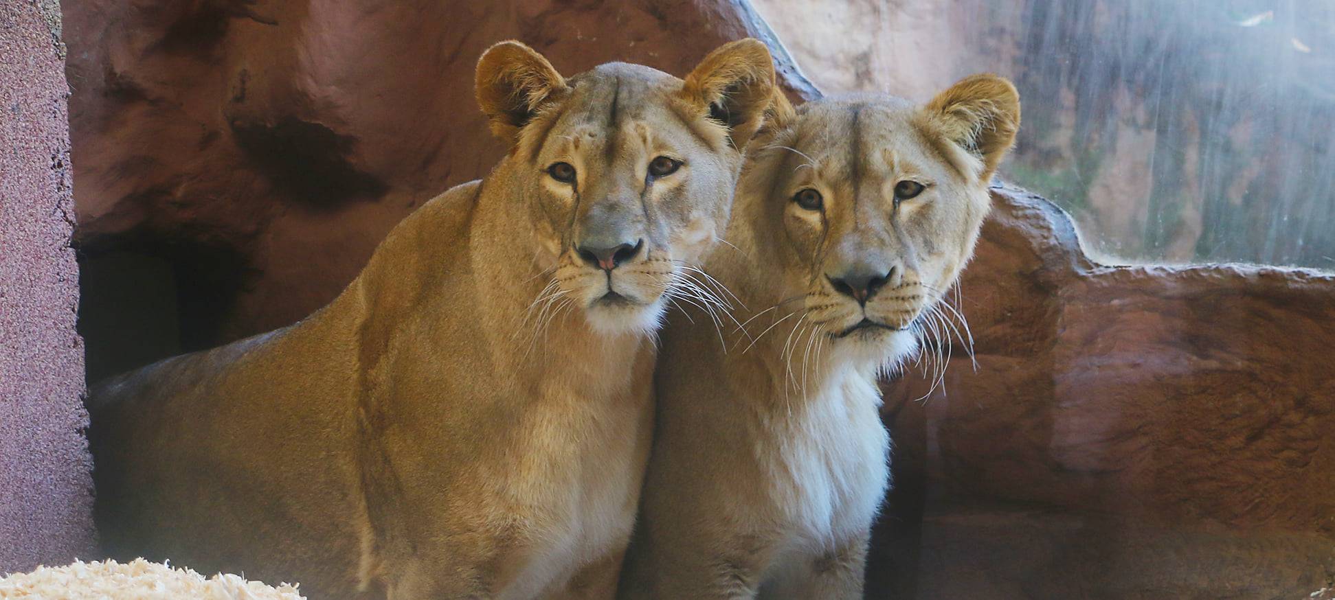 Zoom Erlebniswelt in Gelsenkirchen ab heute wieder geöffnet