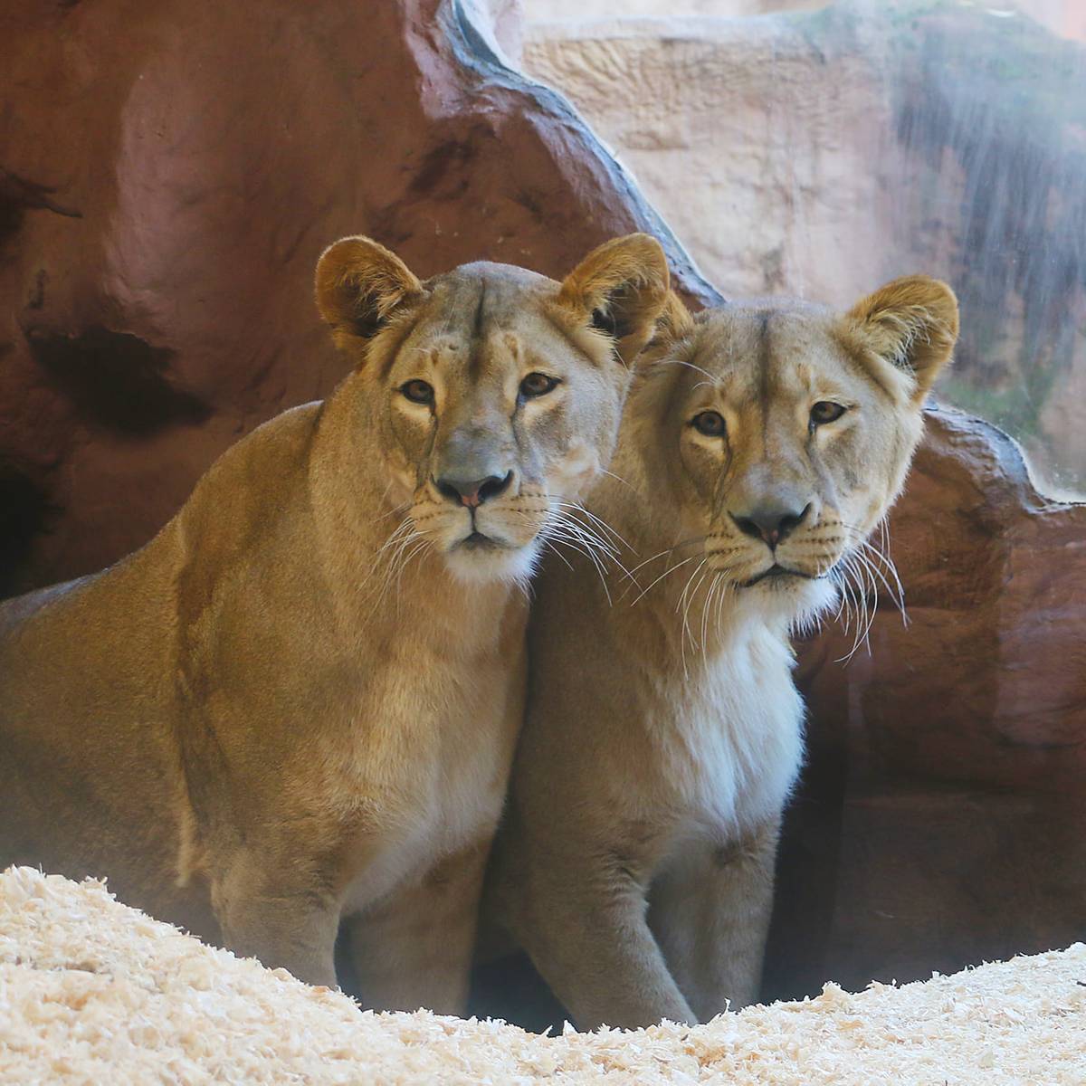 Zwei neue Löwinnen für die Zoom-Erlebniswelt - Radio Emscher Lippe