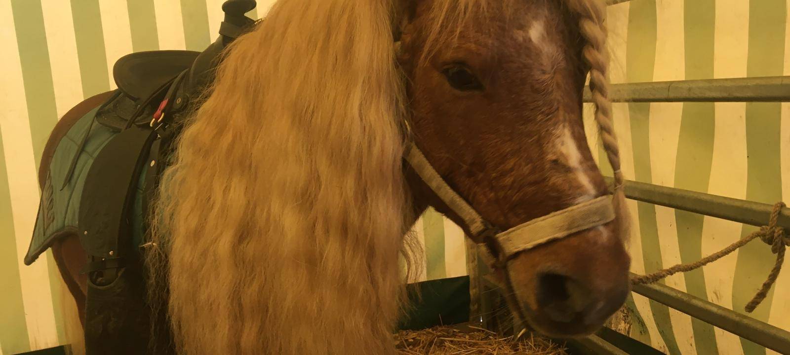 Ponyreiten auf Crange - Das sagt der Betreiber zu den Vorwürfen