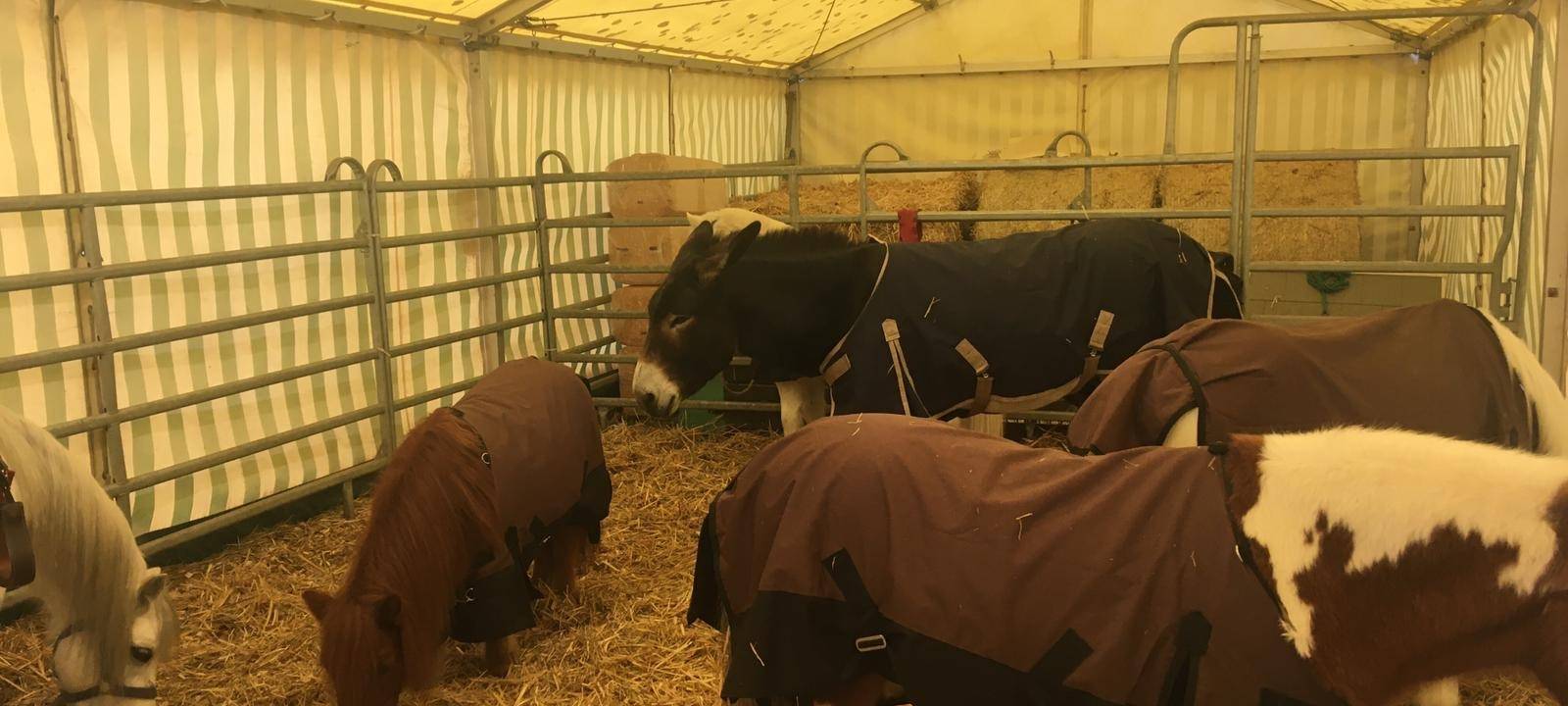 Ponyreiten auf Crange - Das sagt der Betreiber zu den Vorwürfen