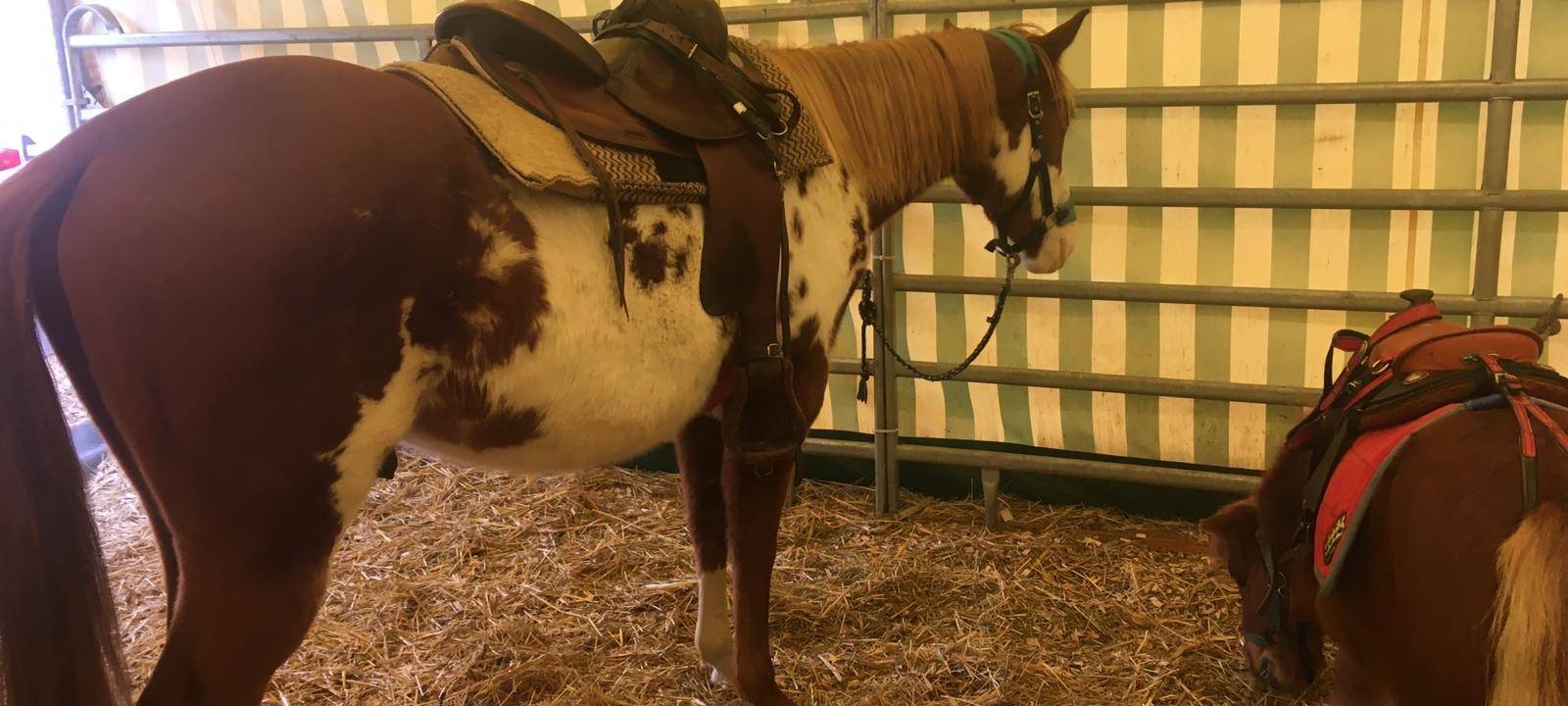 Ponyreiten auf Crange - Das sagt der Betreiber zu den Vorwürfen