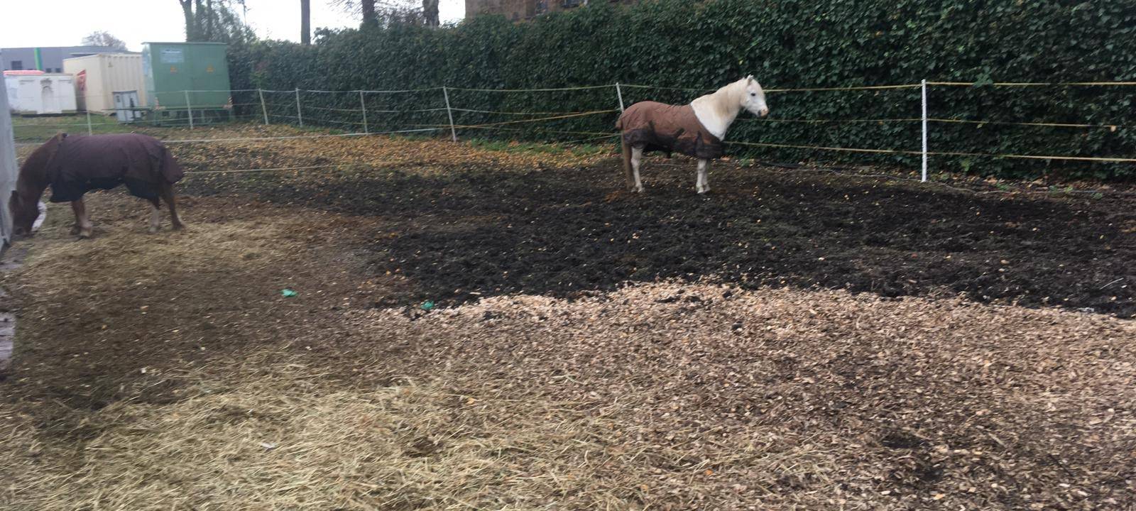 Ponyreiten auf Crange - Das sagt der Betreiber zu den Vorwürfen