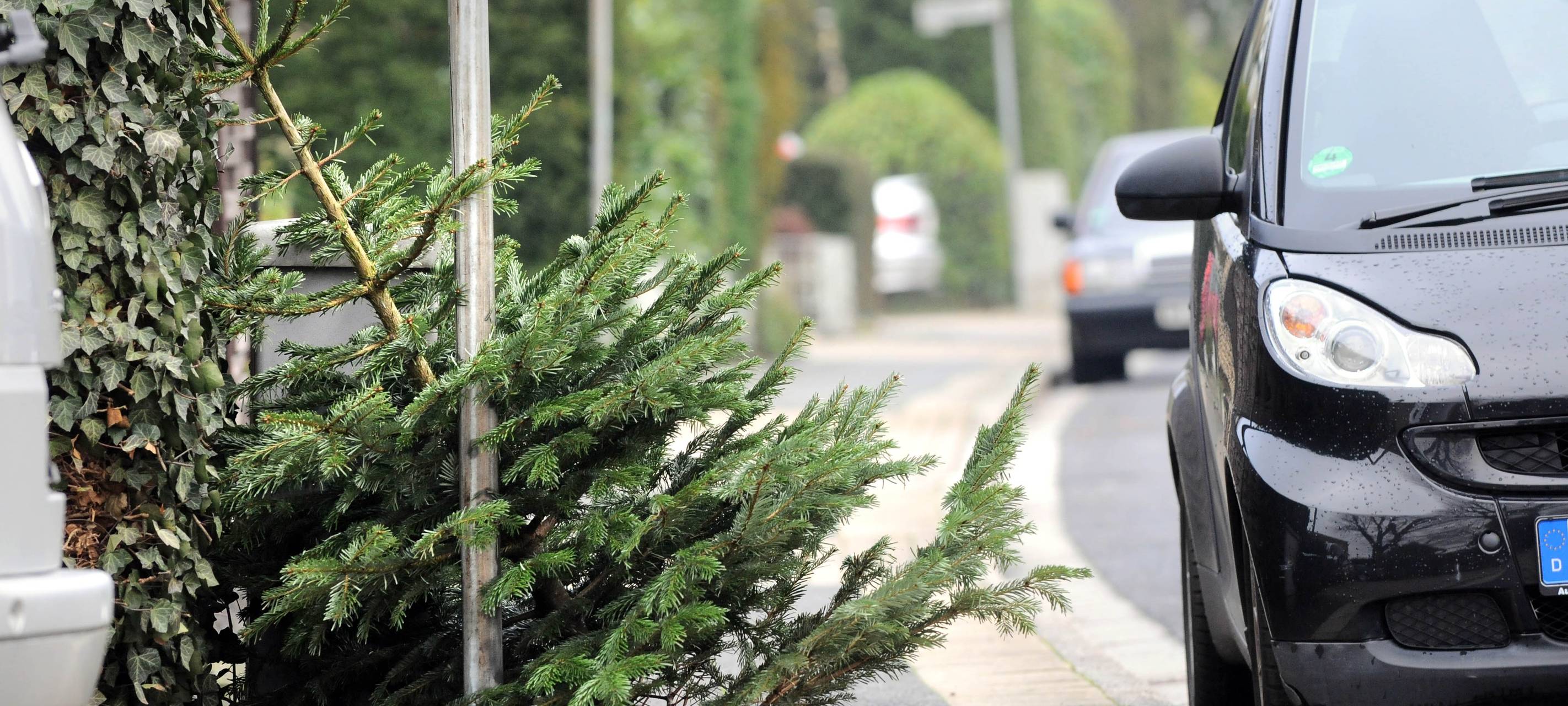 Weihnachtsbaum-Abfuhr startet in der ersten Januar-Woche