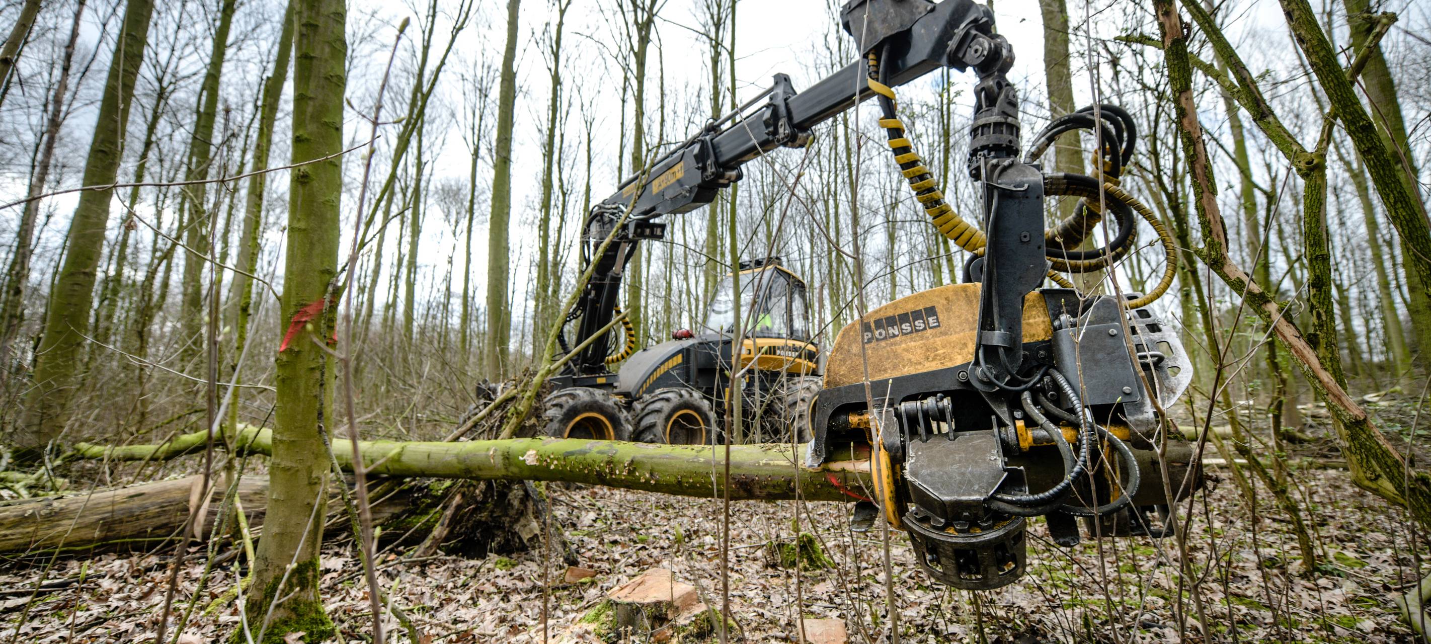 Bottrop: Bäume müssen Erdgasleitungen weichen