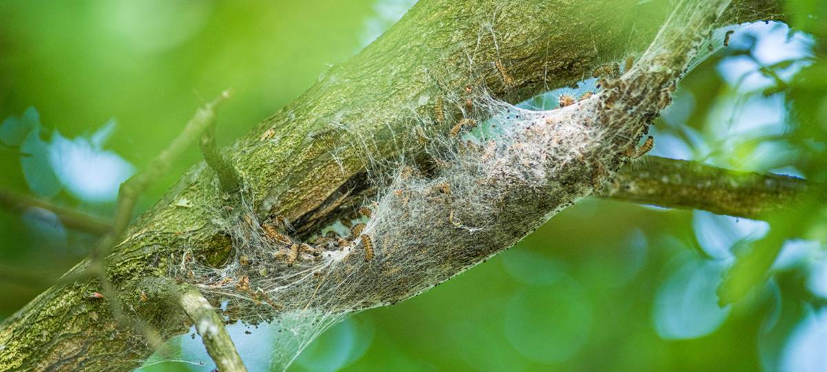 Prozessionsspinner: Erste Eichen in Gelsenkirchen befallen