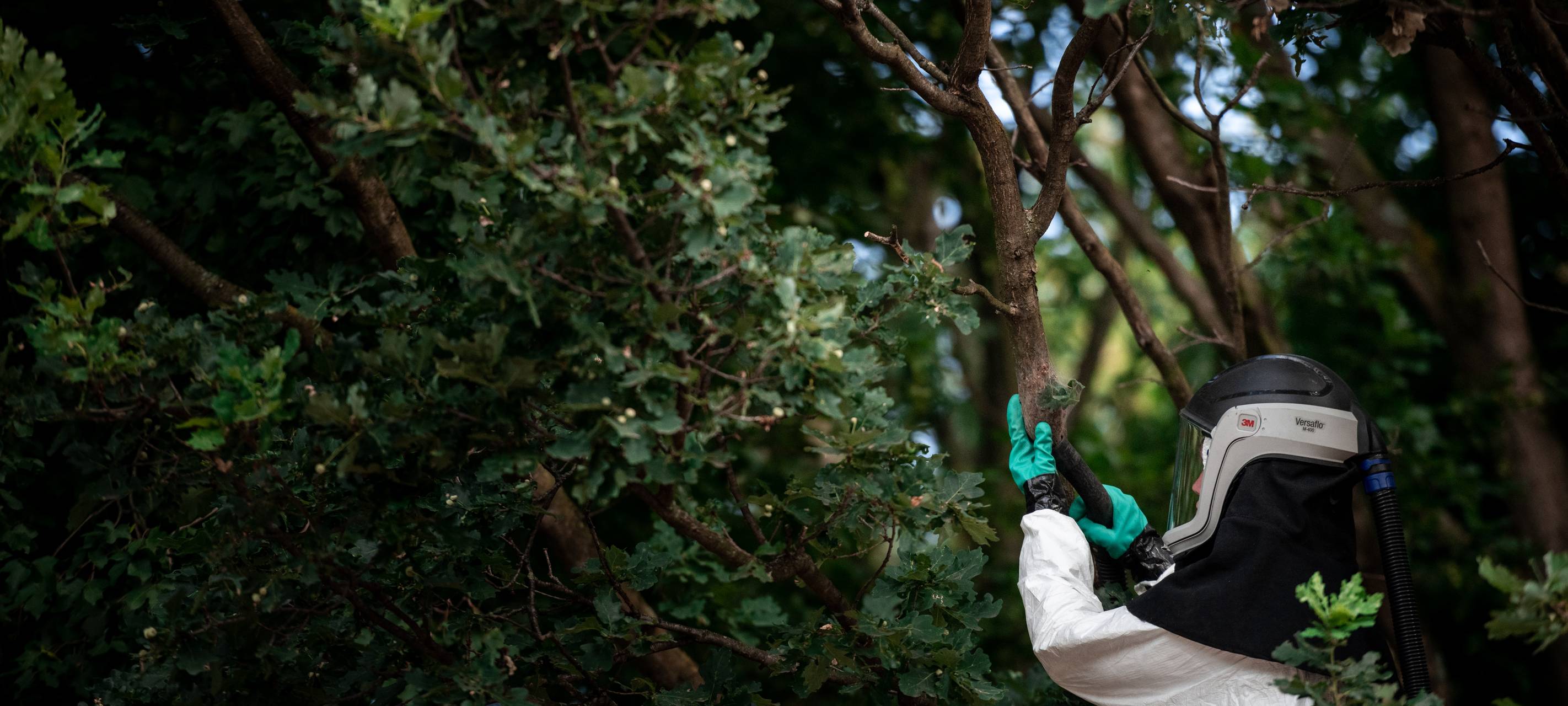 Eichenprozessionsspinner - Städte sorgen vor