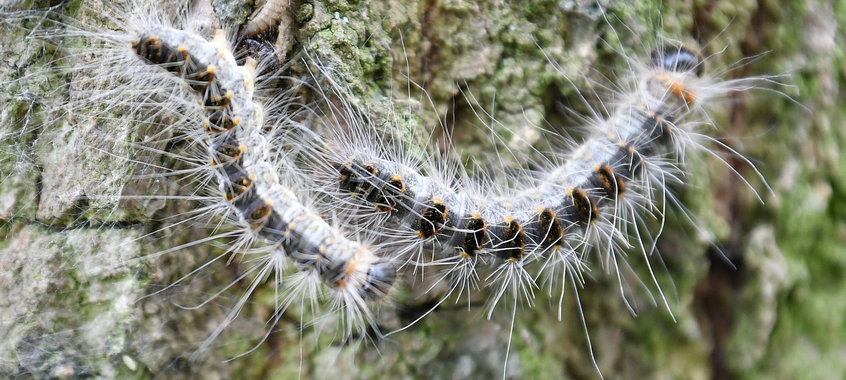 Eichenprozessionsspinner in Gelsenkirchen noch kein Problem