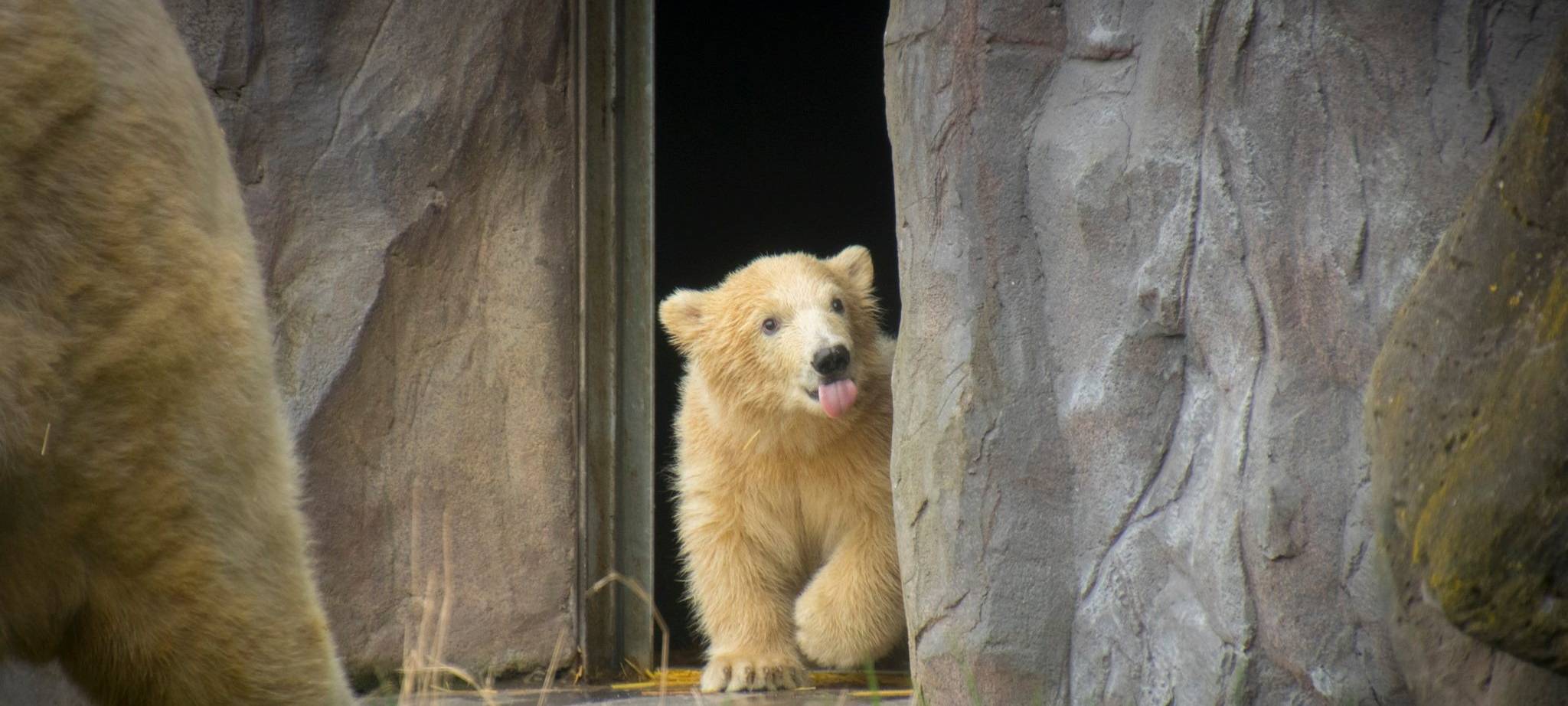 Das Foto zeigt ein Eisbärbaby