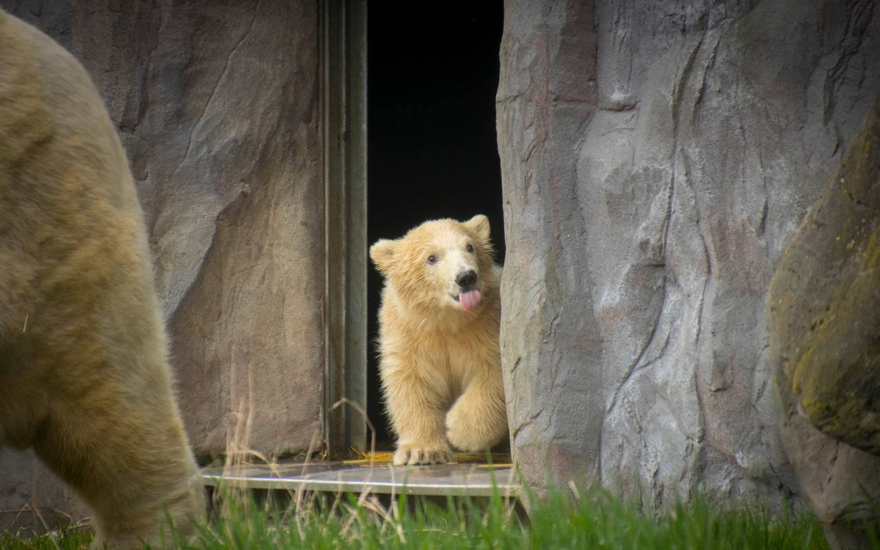 Das Foto zeigt ein Eisbärbaby