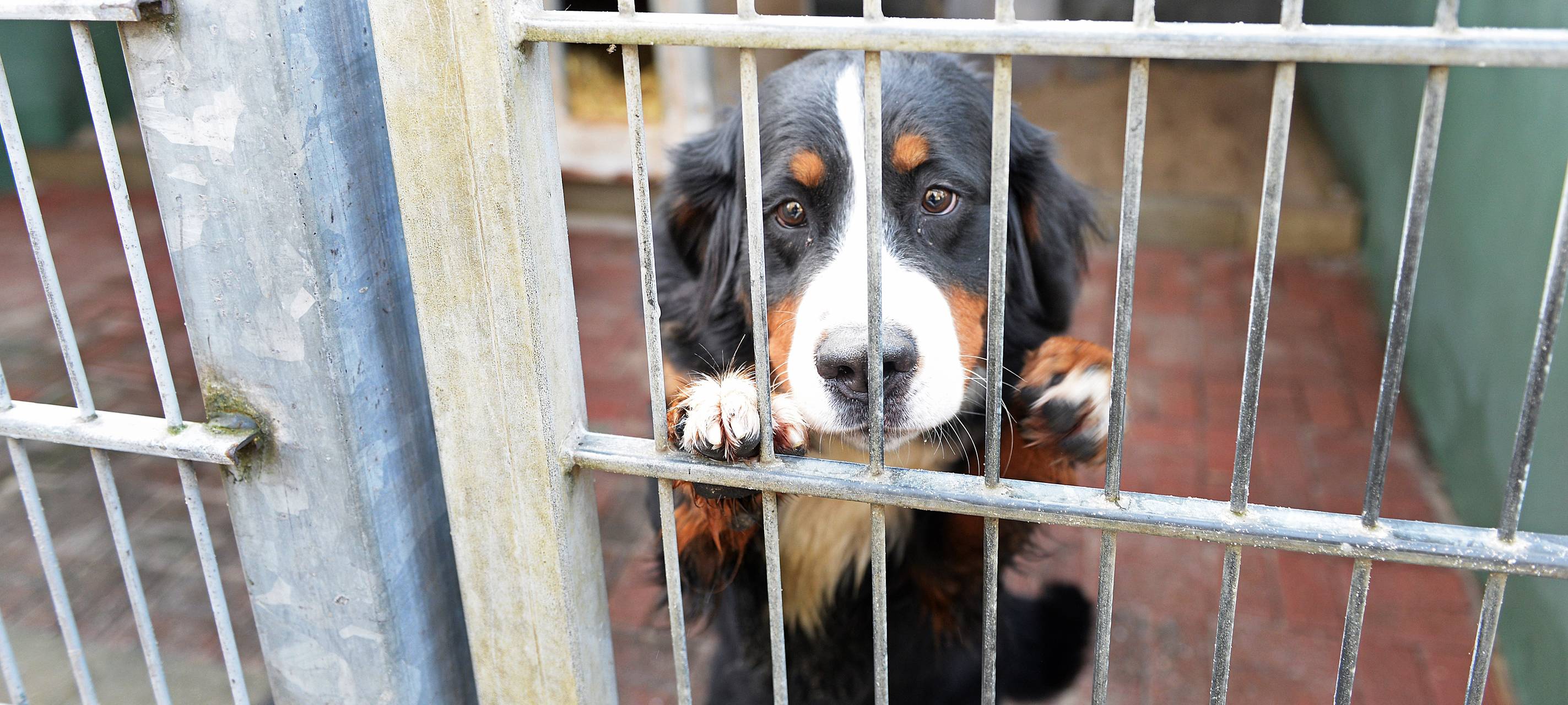 Das Tierheim in Gelsenkirchen