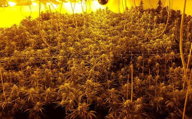 Ausschnitt einer Cannabis-Plantage