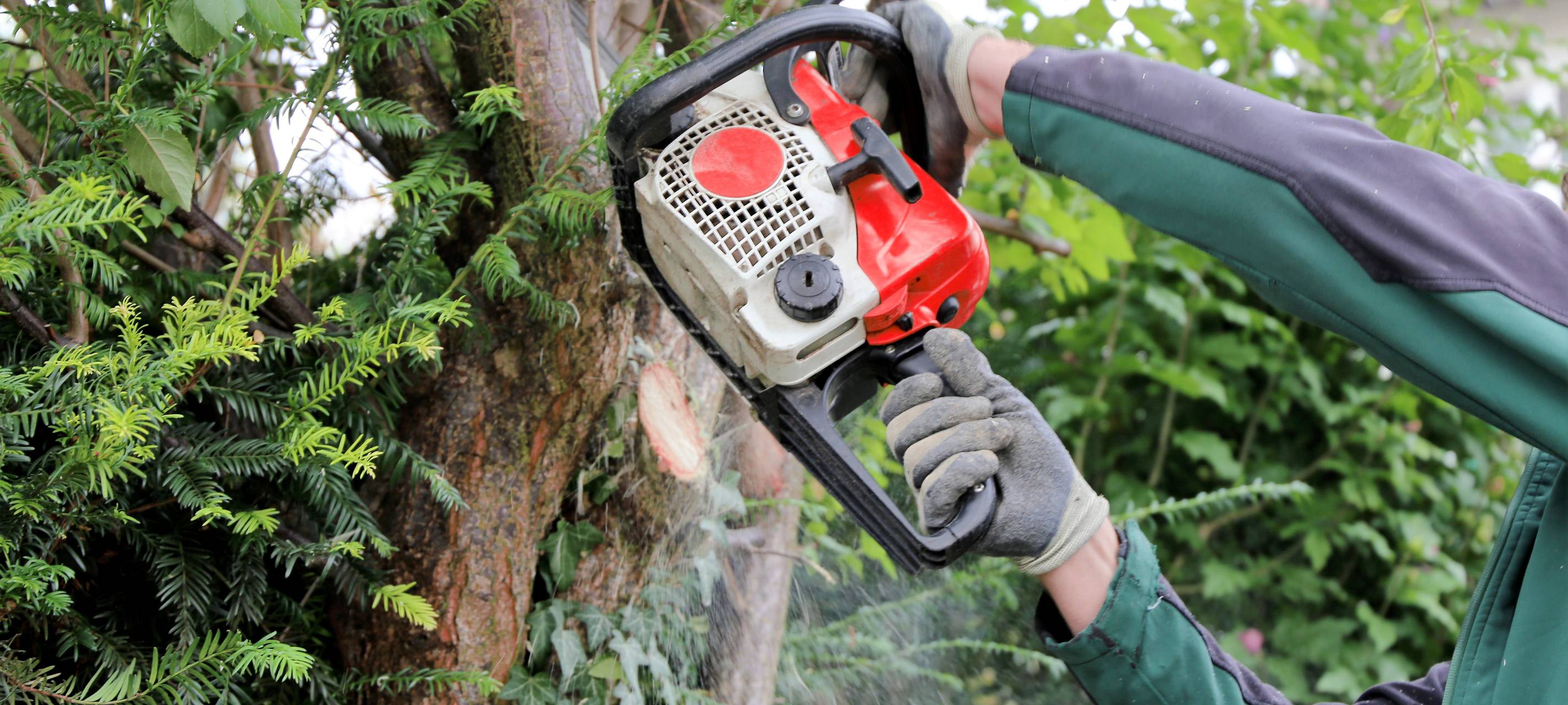 Gelsenkirchener Wälder werden durchforstet