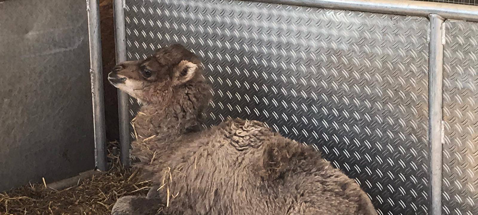 Zirkus Busch in Gladbeck leidet in der Corona-Krise