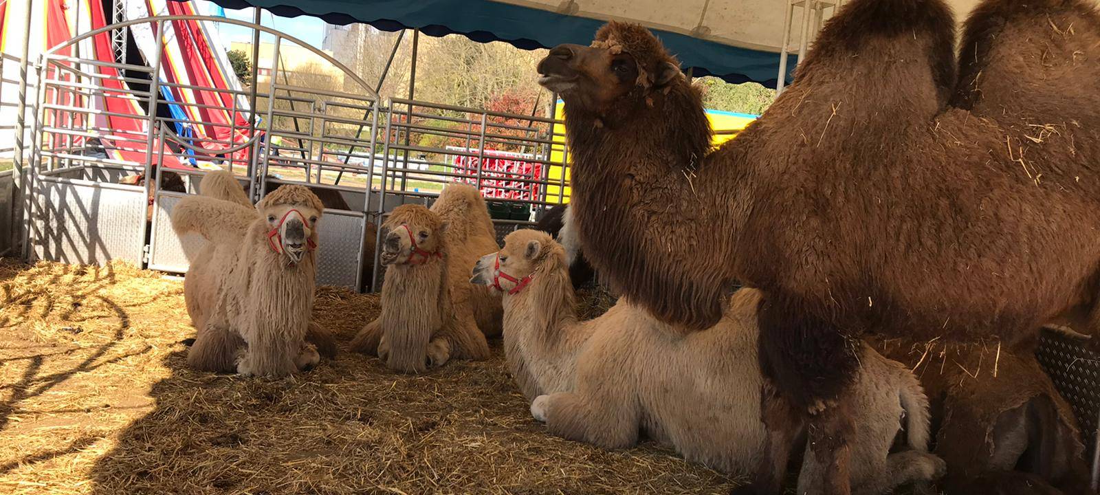 Zirkus Busch in Gladbeck leidet in der Corona-Krise