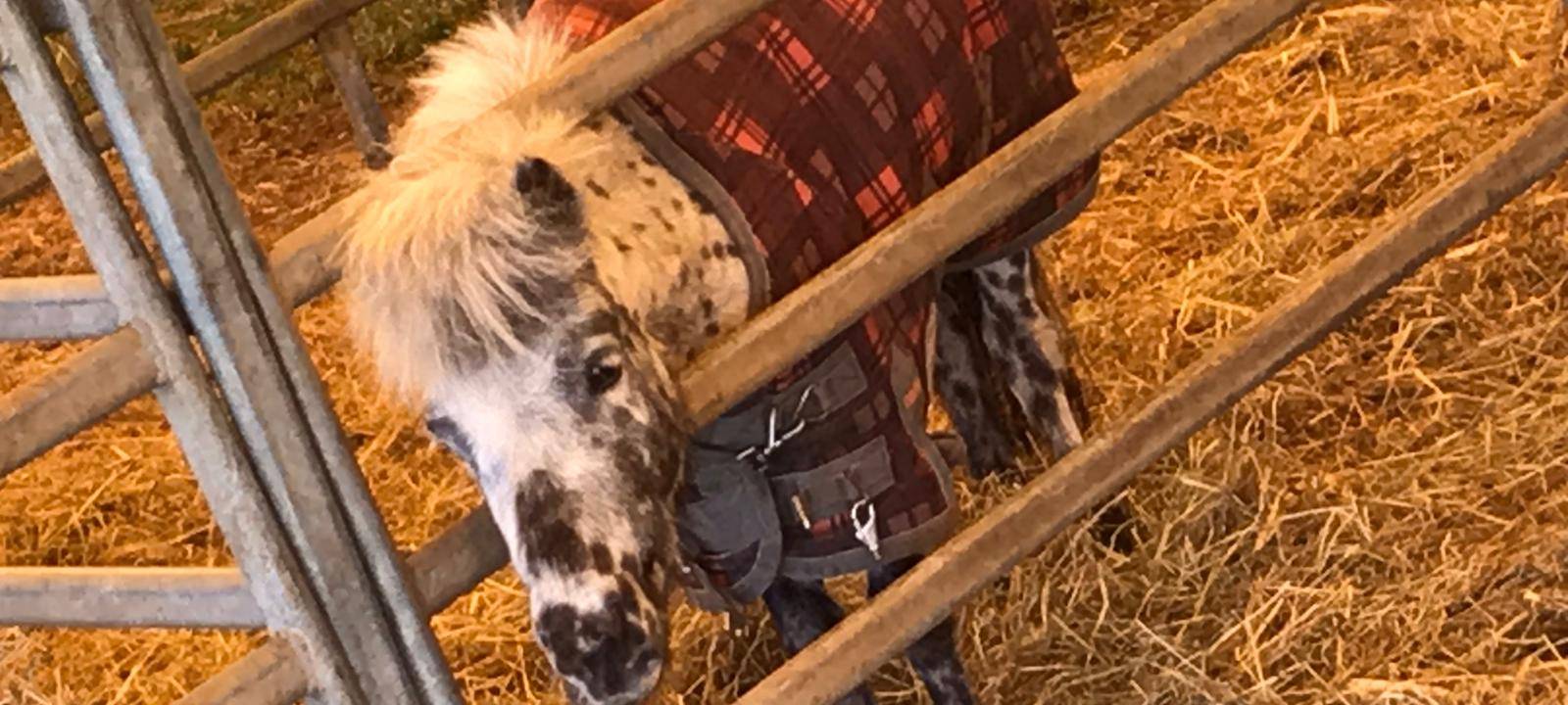 Zirkus Busch in Gladbeck leidet in der Corona-Krise