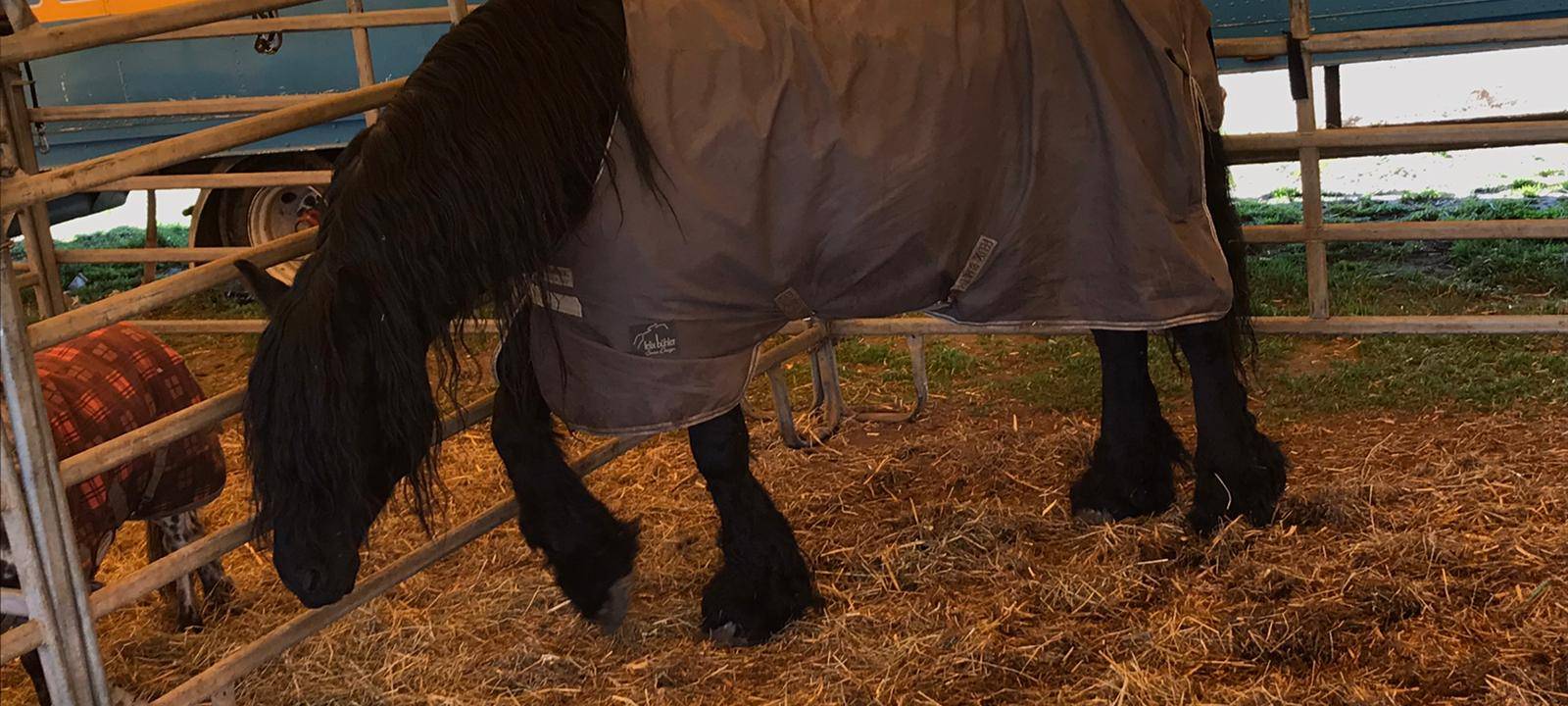 Zirkus Busch in Gladbeck leidet in der Corona-Krise
