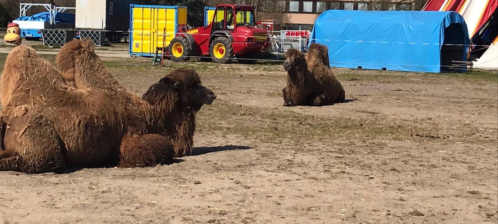 Zirkus Busch in Gladbeck leidet in der Corona-Krise