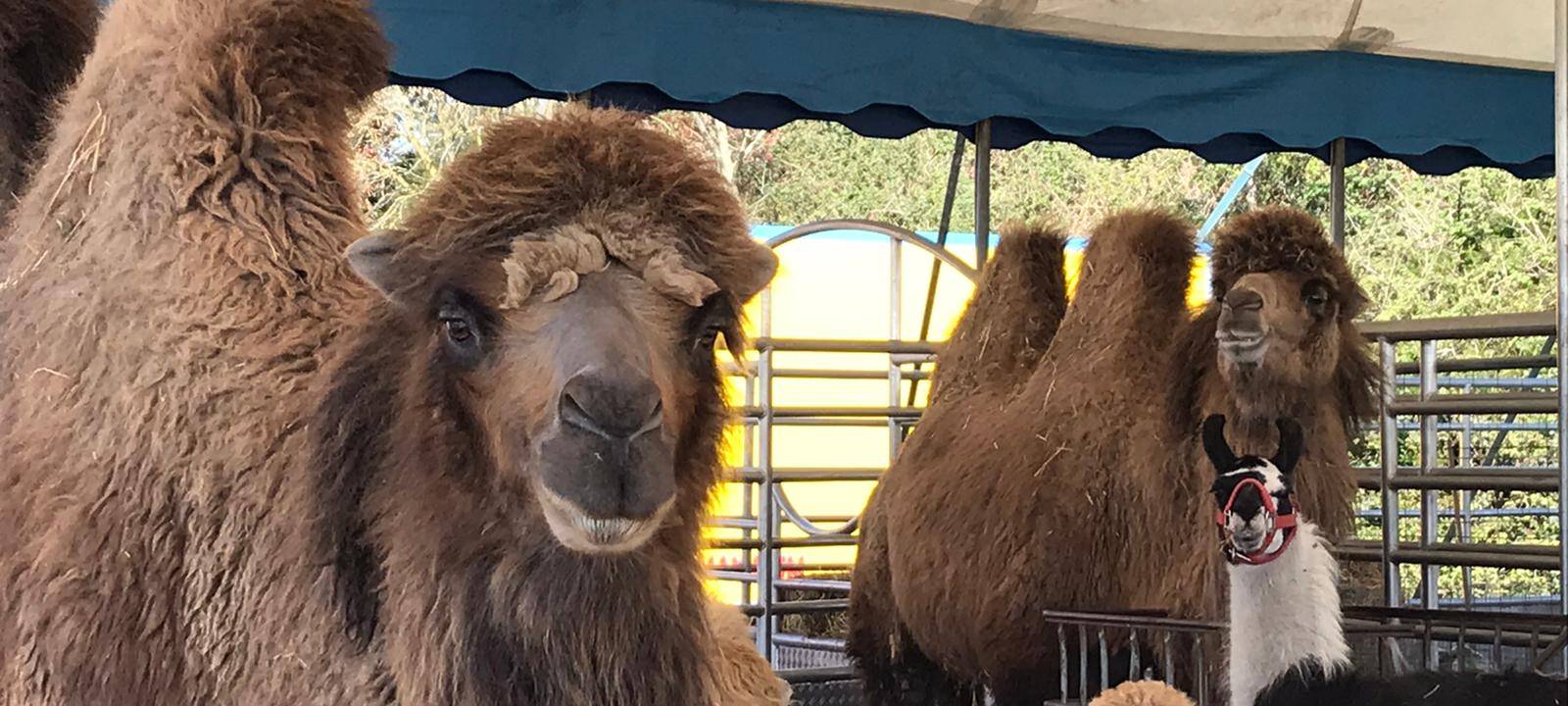 Zirkus Busch in Gladbeck leidet in der Corona-Krise