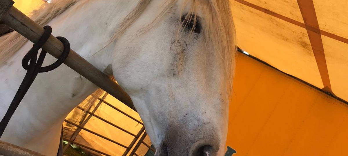 Zirkus Busch in Gladbeck leidet in der Corona-Krise