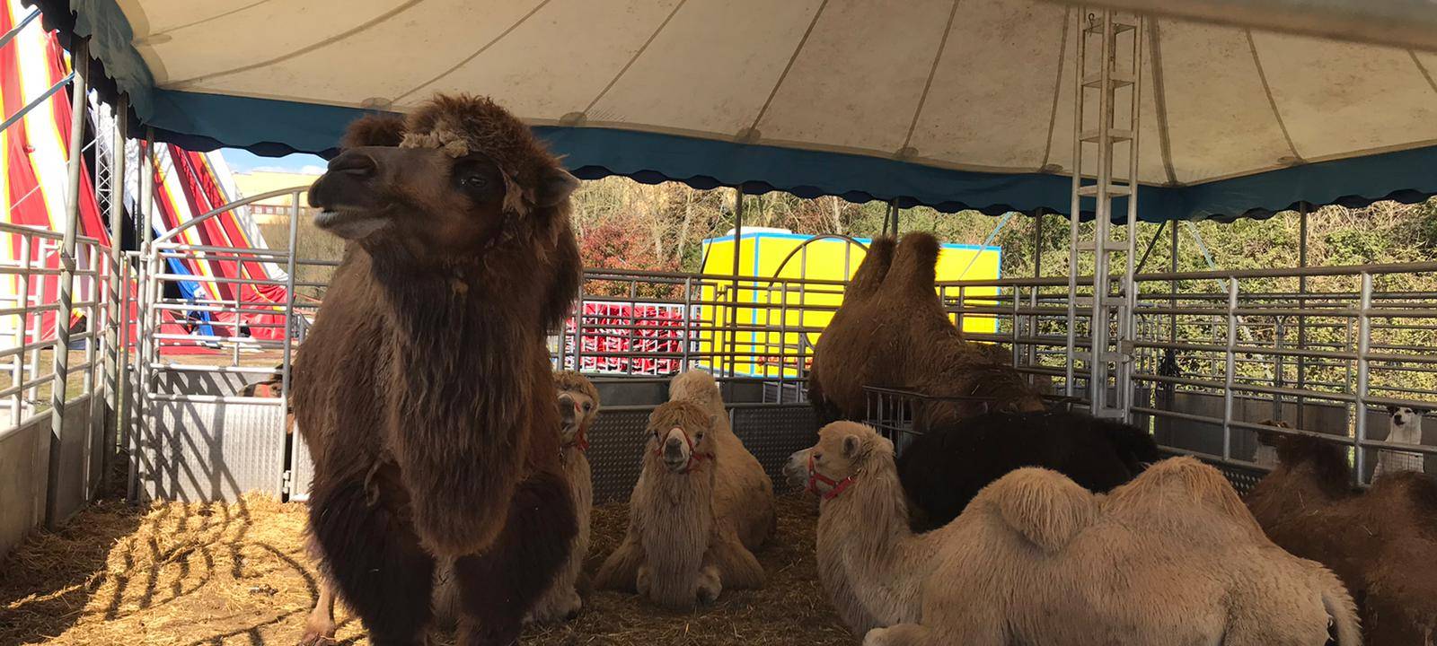 Zirkus Busch in Gladbeck leidet in der Corona-Krise