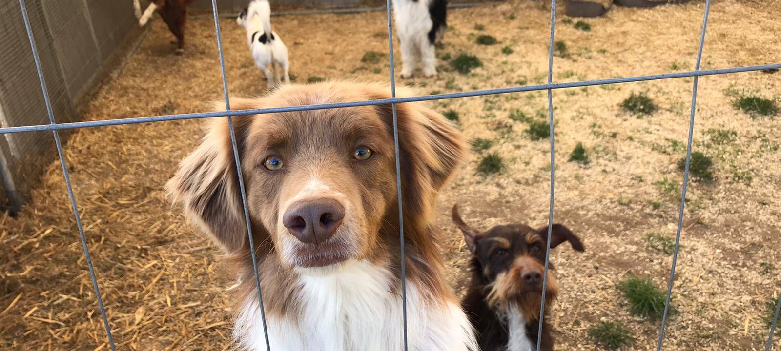 Zirkus Busch in Gladbeck leidet in der Corona-Krise