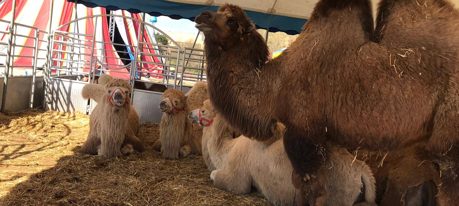 Zirkus Busch in Gladbeck leidet in der Corona-Krise