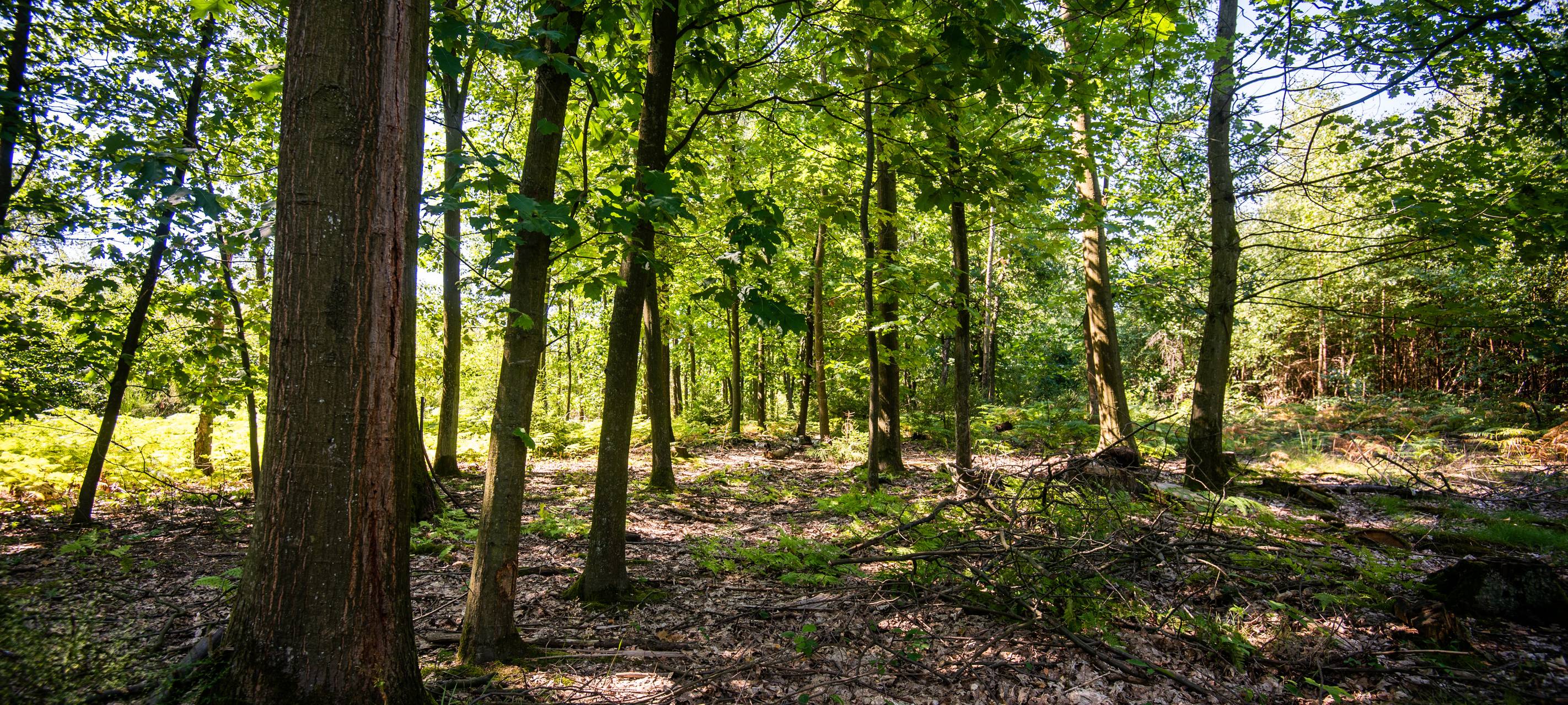 Eine Lichtung im Wald