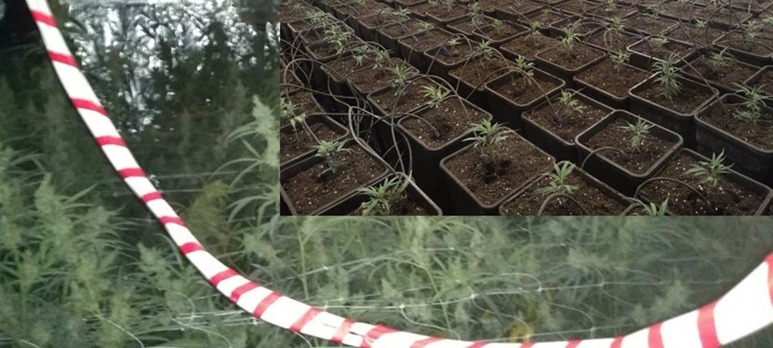 Marihuana-Plantage in Gelsenkirchen ausgehoben