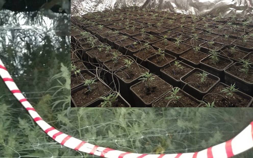 Marihuana-Plantage in Gelsenkirchen ausgehoben