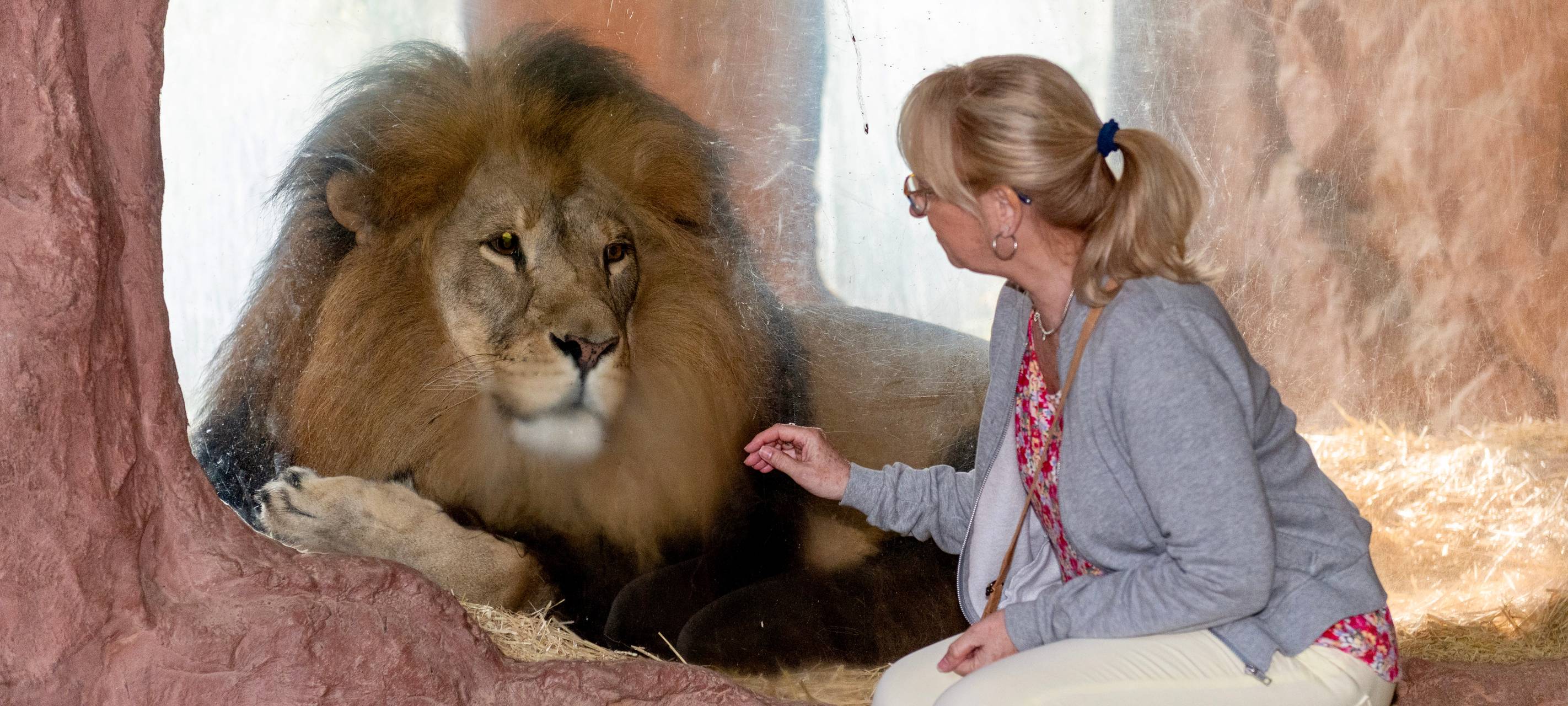 Das Löwengehege in der Zoom Erlebniswelt