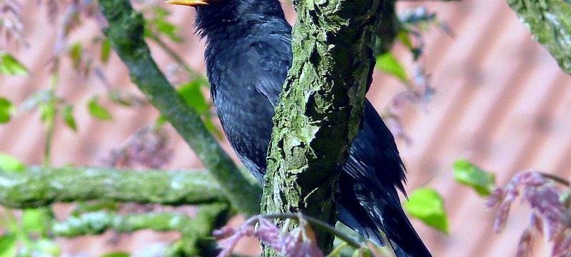 Amsel im Baum