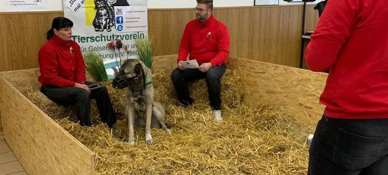 Tierheim Gelsenkirchen vermittelt Tiere per Video