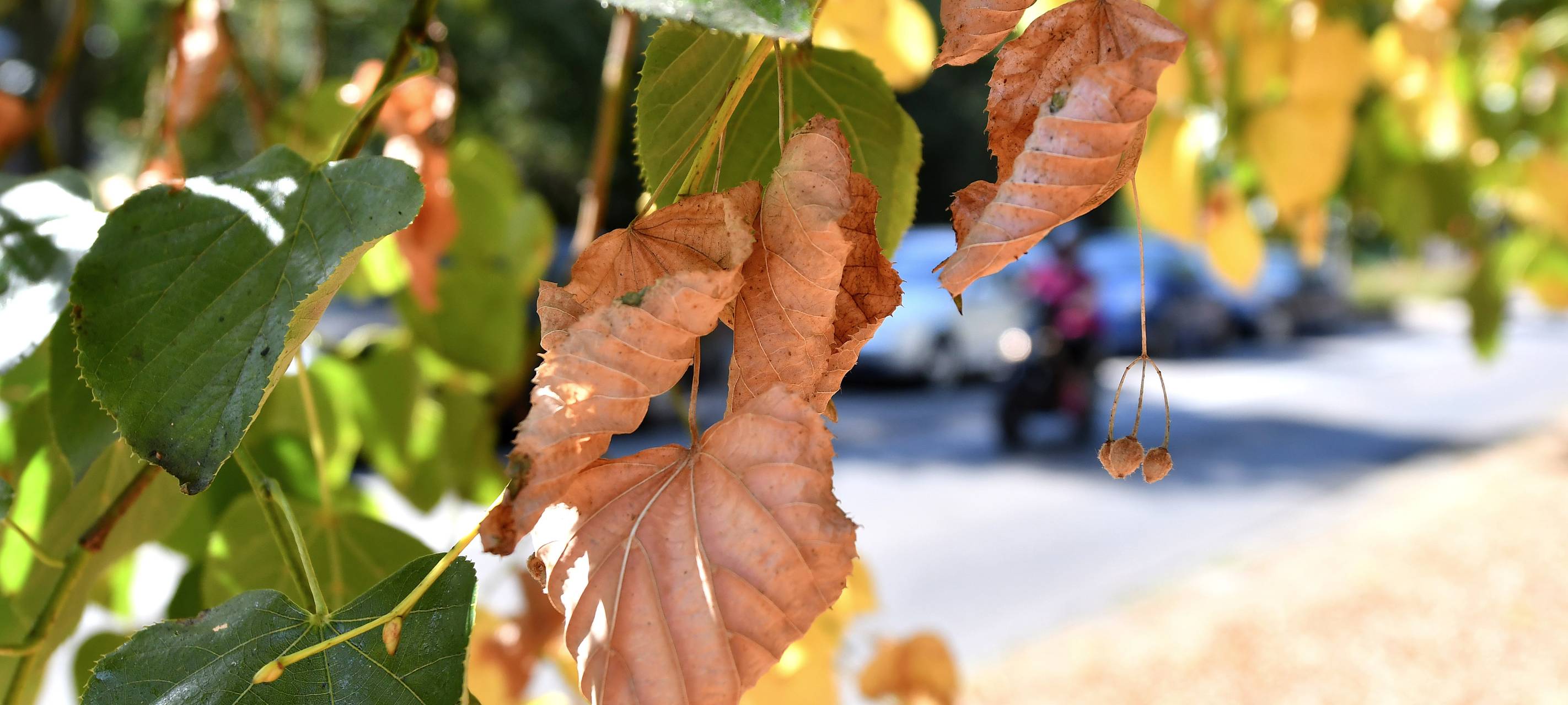Trockenheit: Gefahr von Flächenbränden steigt