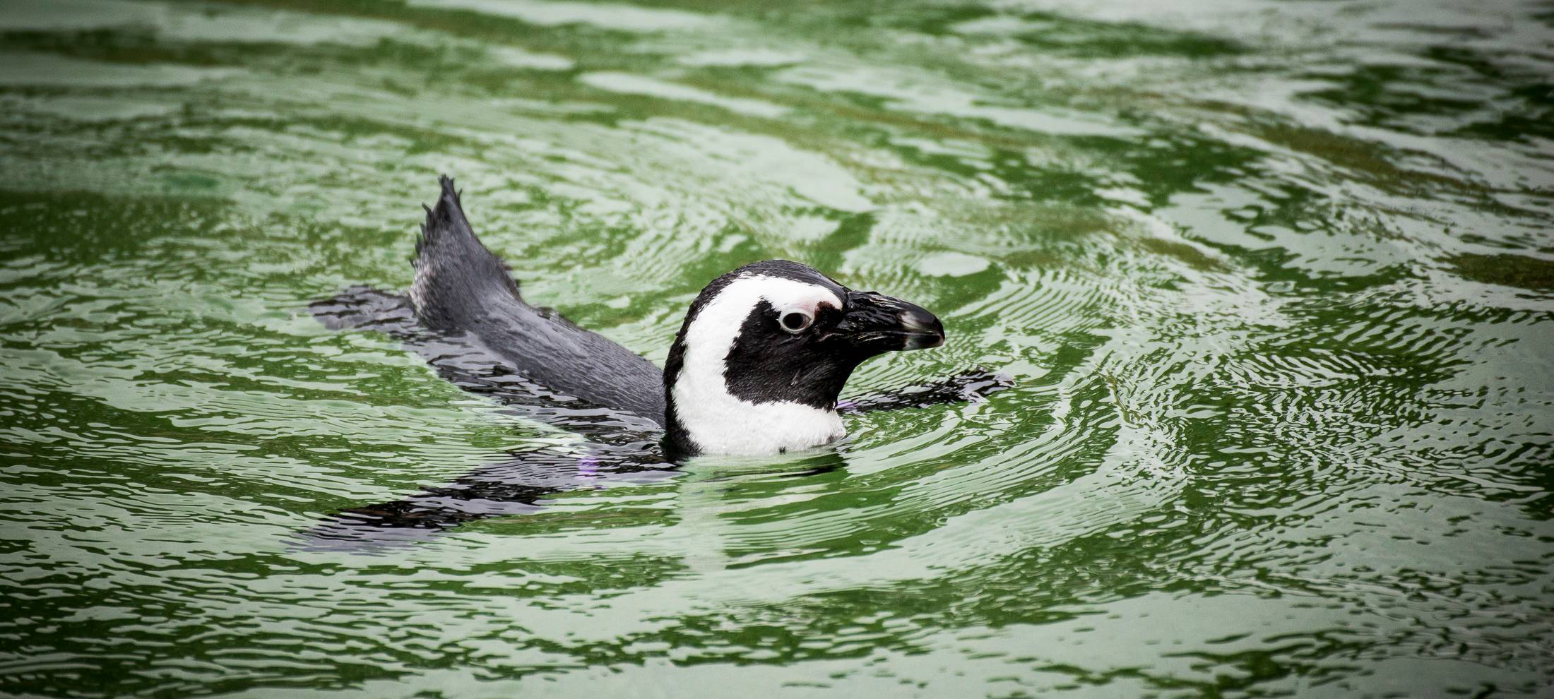 So niedlich sind die zwölf Brillenpinguine in der Zoom Erlebniswelt