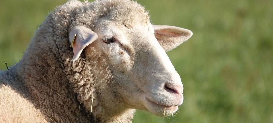 Ein Schaf auf der Weide