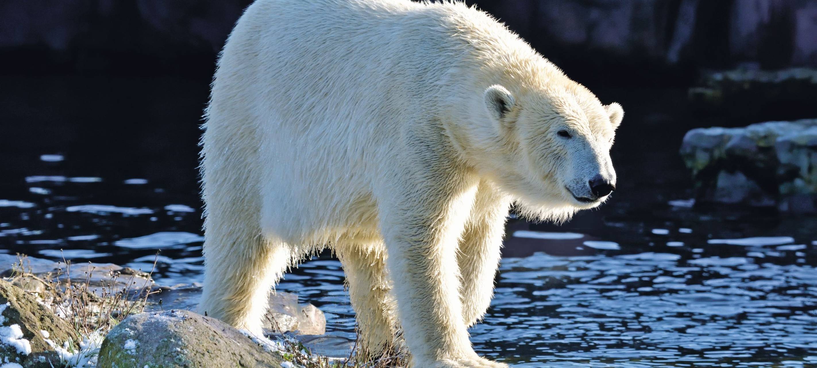 Ein Bild von Nanook aus dem Jahr 2020.