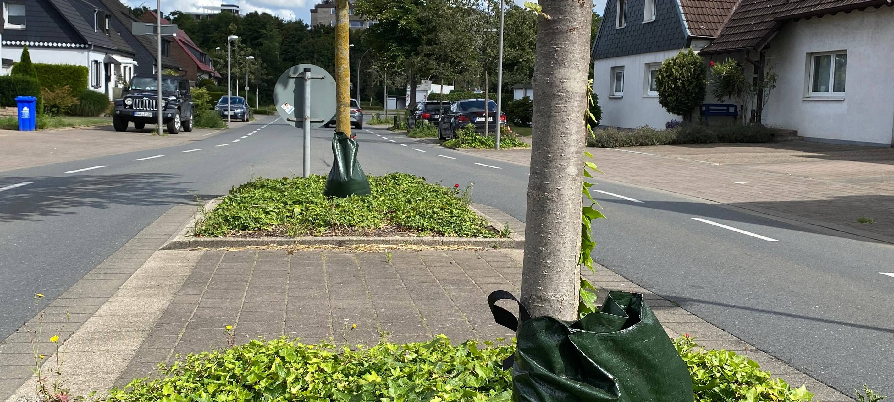 Bäume am Straßenrand