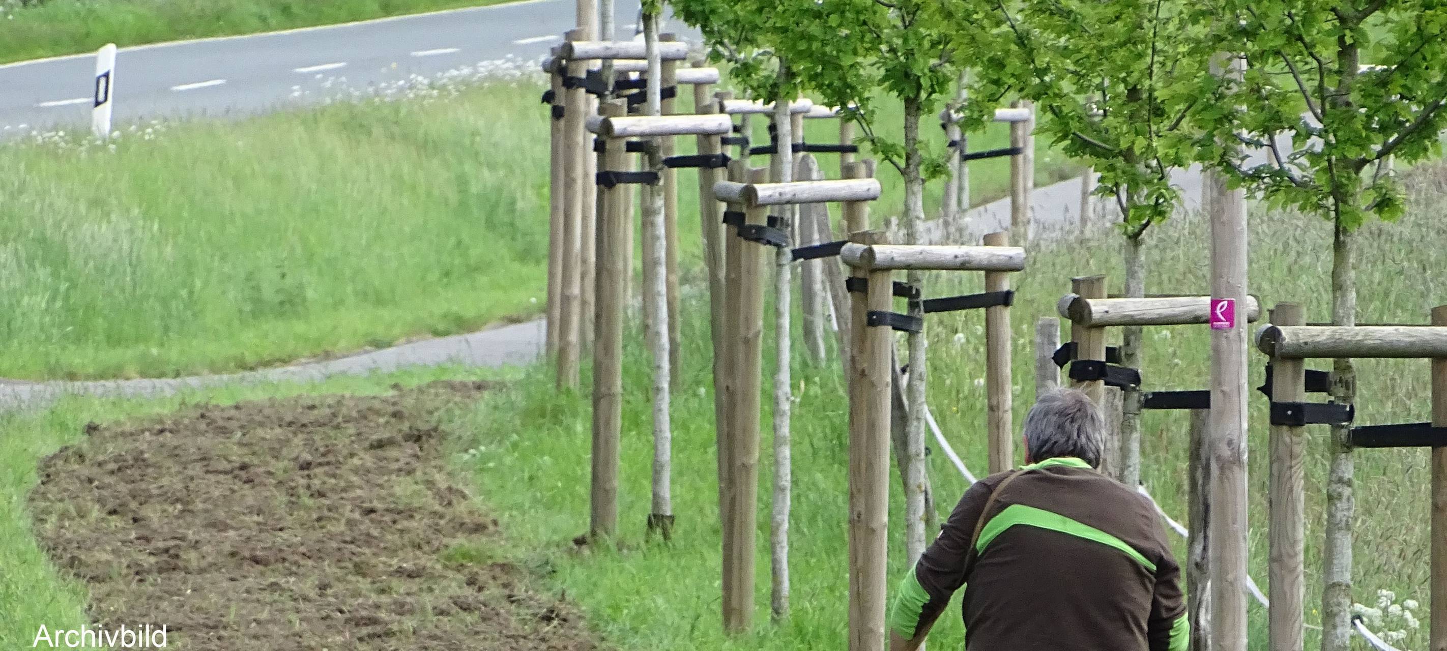 Neu gepflanzte Bäume an einer Straße