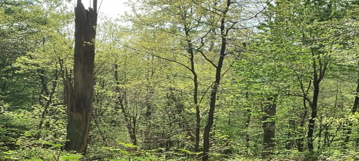 Kongress von Fridays For Future: Alle Infos