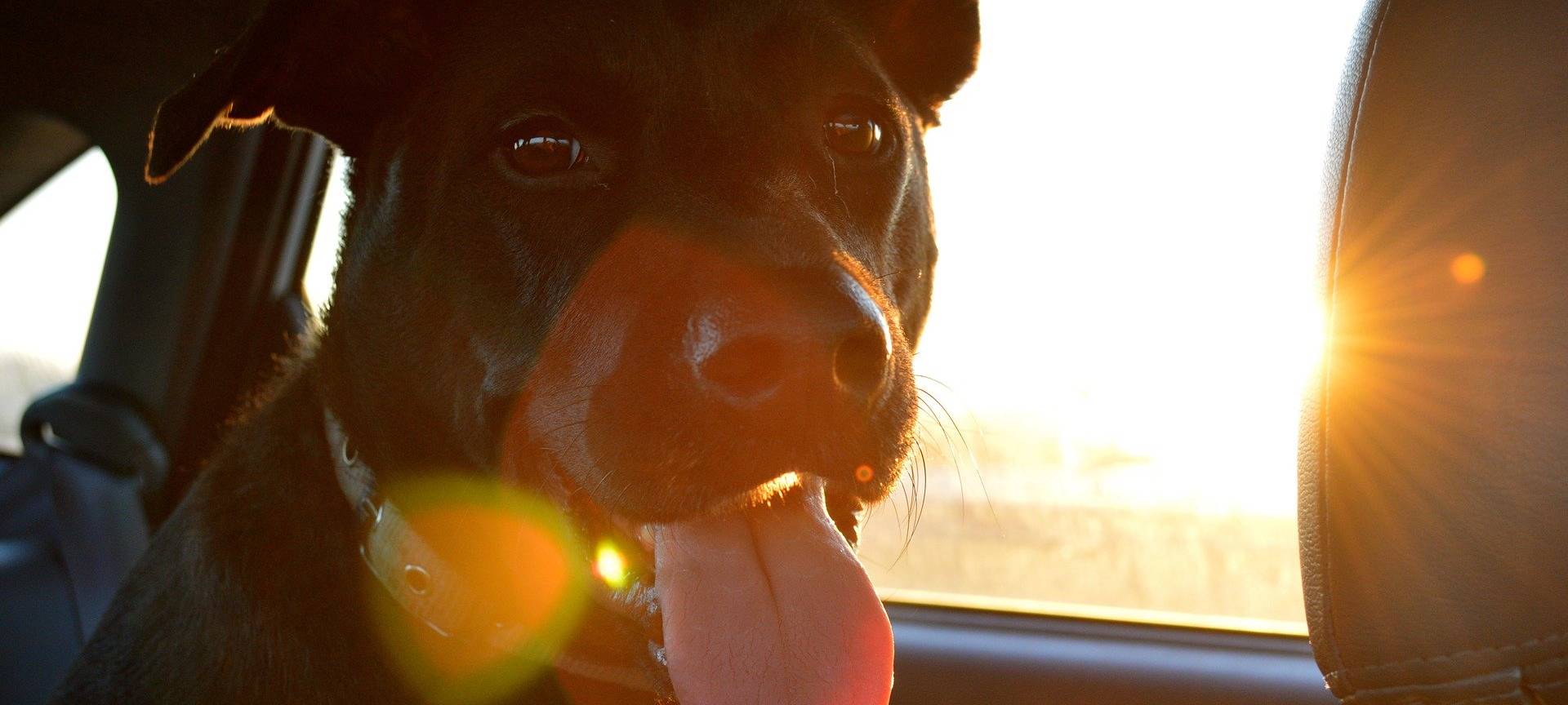 Gefahr: Hund bei Hitze nicht im Auto lassen