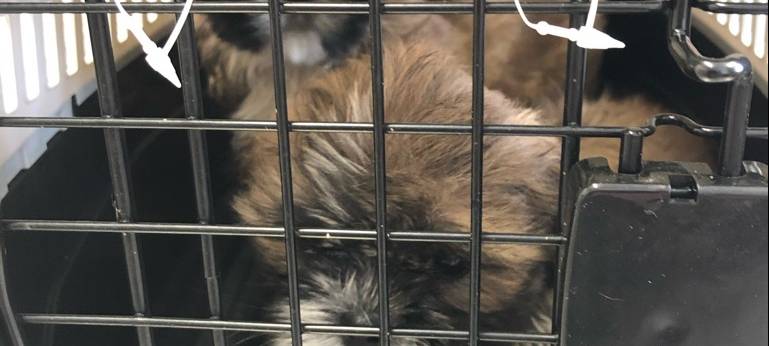 Die geretteten Hundewelpen in Gelsenkirchen