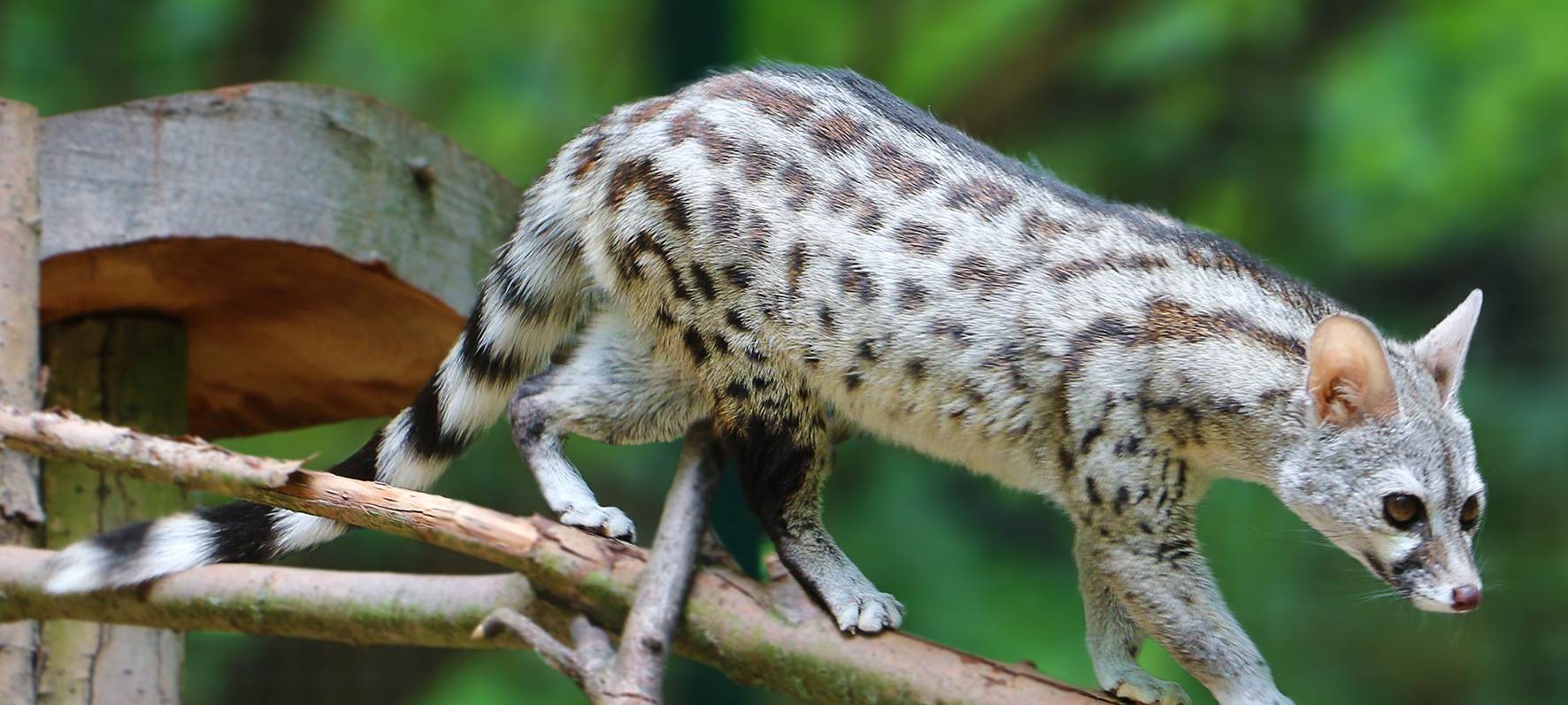 Die neuen Ginsterkatzen in der Zoom Erlebniswelt
