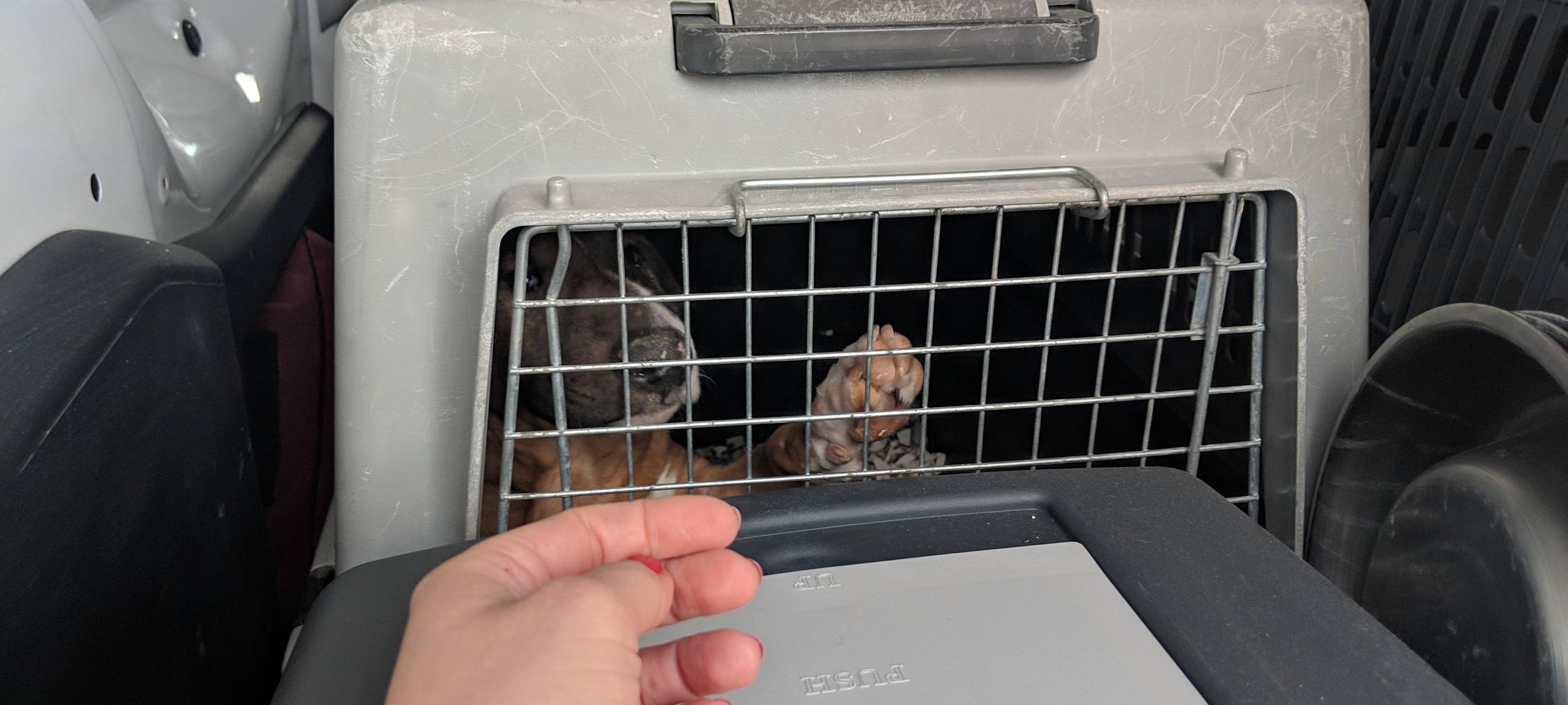 Hundewelpe in Transporter